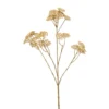 Achillea spray cream 72cm